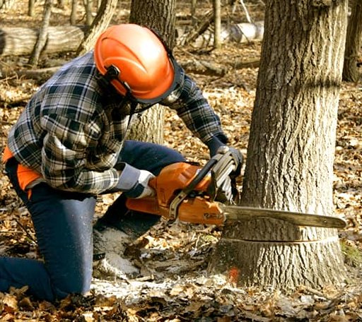 Tree Removal in Terlton, OK